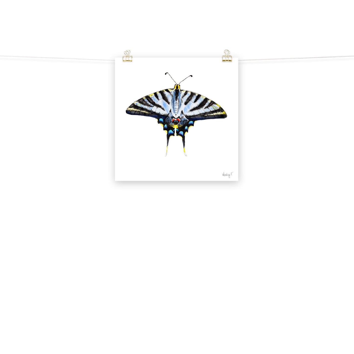 Light Blue Swallowtail Butterfly Watercolor Print | Various Sizes